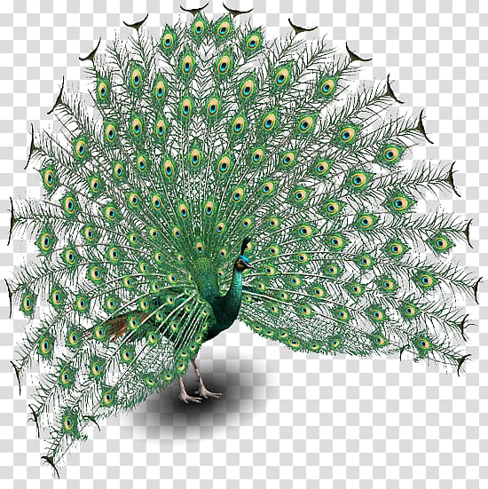 Zoo Tycoon 2 Cheetah Green peafowl Bird, Peafowl transparent background PNG clipart