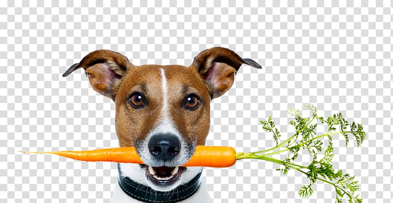 Dog Food Raw foodism Dog health, Dog transparent background PNG clipart