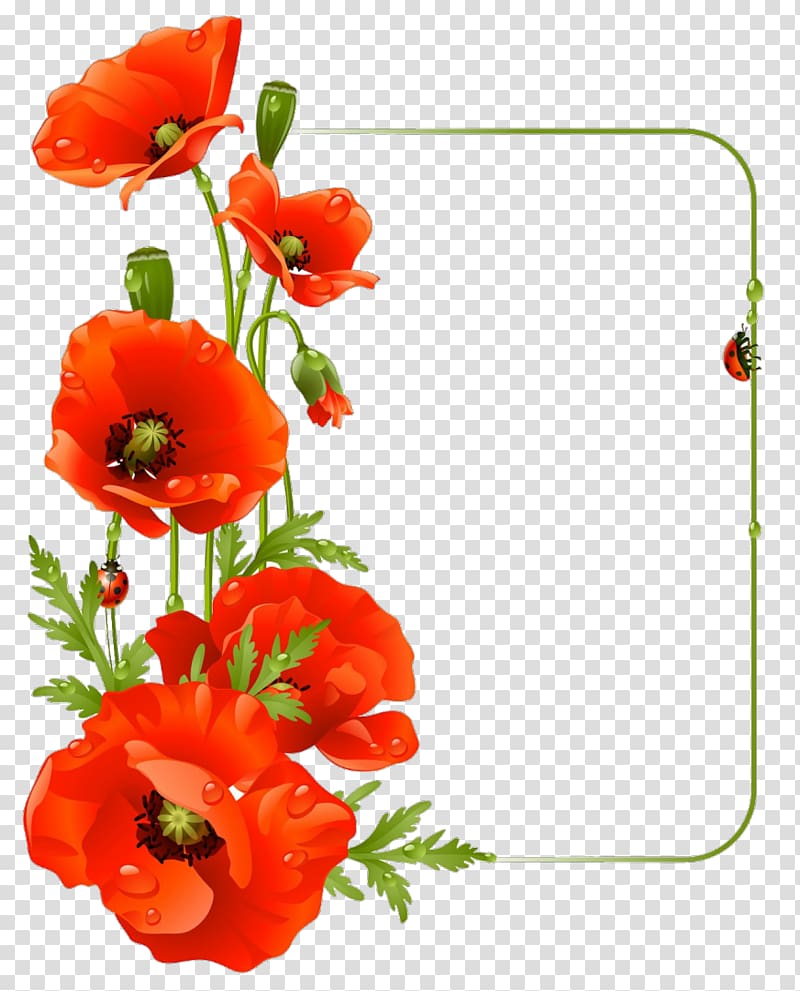 Common poppy Flower Drawing, poppy transparent background PNG clipart