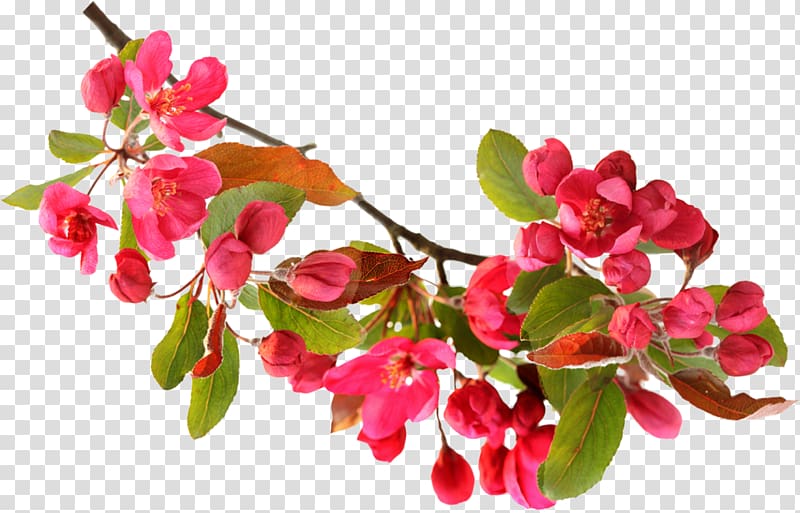 Flower, Red Peach Blossom transparent background PNG clipart