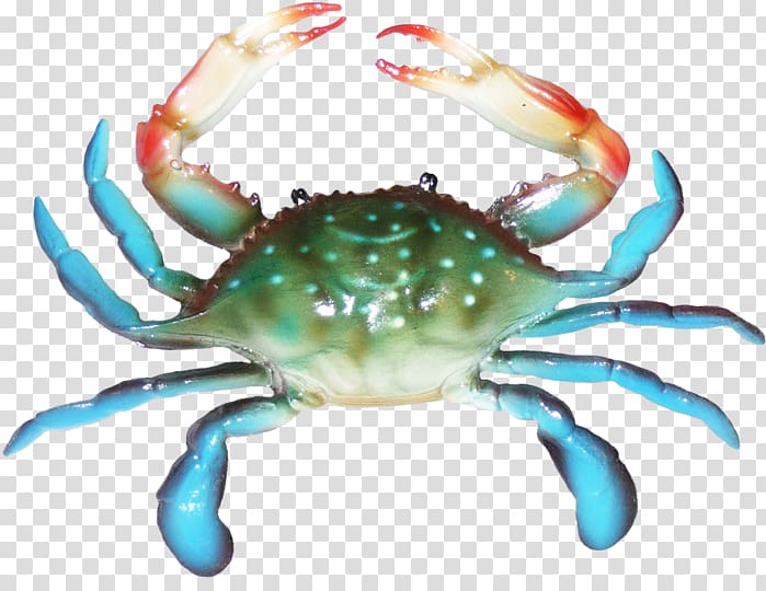 Dungeness crab Decapoda Chesapeake blue crab, crab transparent background PNG clipart