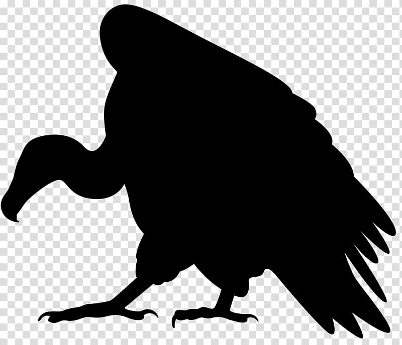 black bird illustration, Turkey vulture , Vulture Silhouette transparent background PNG clipart