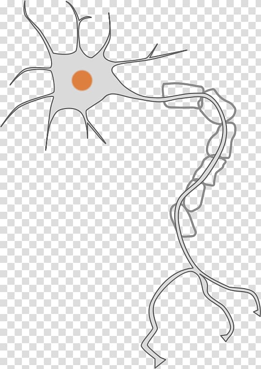 Neuron Nervous system Axon , Neuron transparent background PNG clipart