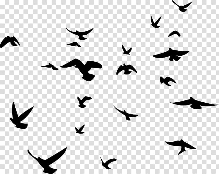 Bird Silhouette American crow Flock , Bird transparent background PNG clipart