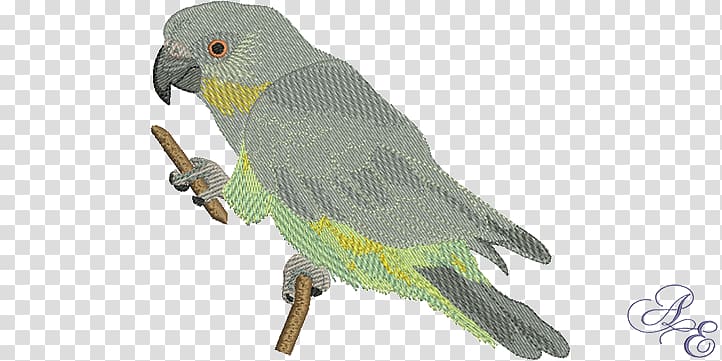 Red-bellied parrot Bird Macaw Feather, parrot transparent background PNG clipart