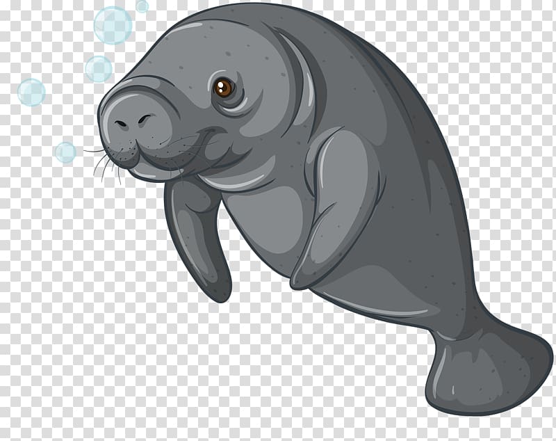 gray sea cow illustration, Sea cows Dugong , Hand-painted Seals transparent background PNG clipart