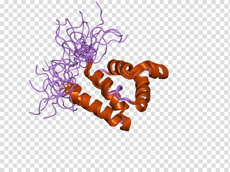 Internal link MNDA Gene Protein, others transparent background PNG clipart