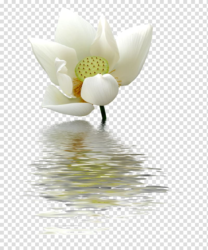 Nelumbo nucifera Flower Egyptian lotus, snow transparent background PNG clipart