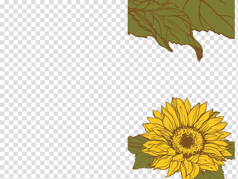 Common sunflower Sunflower seed Daisy family Plant, sunflower leaf transparent background PNG clipart