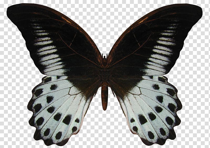 Butterfly Papilio polymnestor Geranium bronze Blog, butterfly transparent background PNG clipart