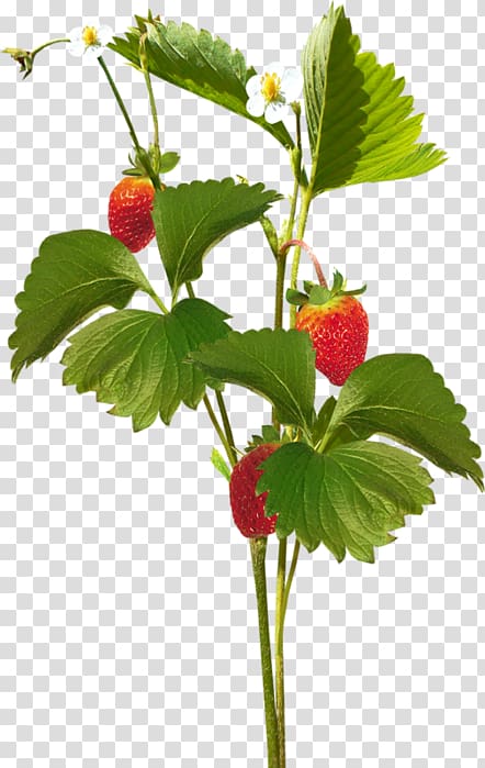 strawberry , summer spring transparent background PNG clipart