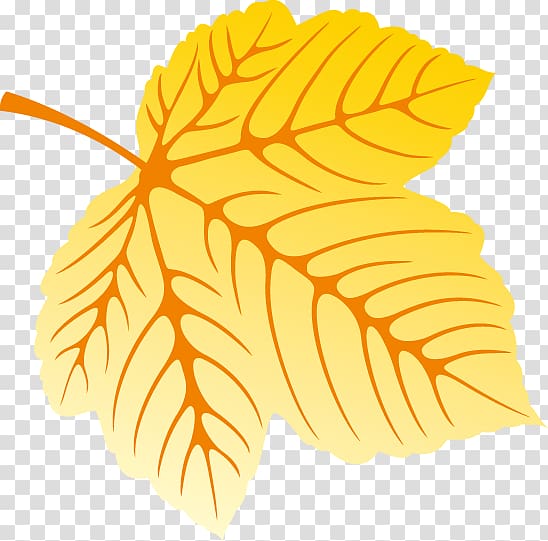 Red maple Maple leaf Drawing , Autumn leaves decoration transparent background PNG clipart