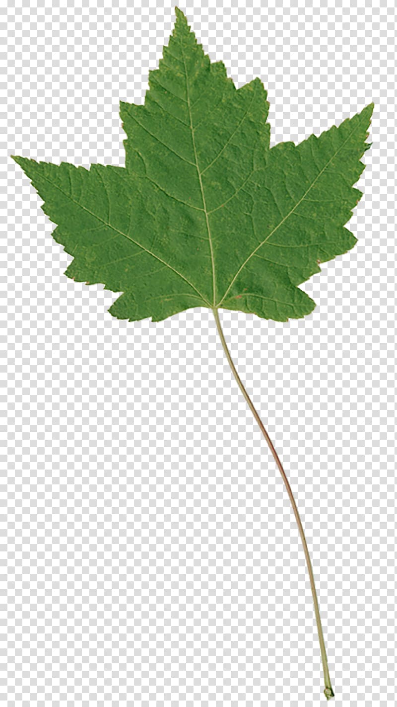 Plane trees Leaf Plant stem Plane tree family, Leaf transparent background PNG clipart