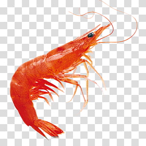 Shrimp Caridea Fishing Ai Generated, Shrimp, Fishing, Bait PNG Transparent  Image and Clipart for Free Download