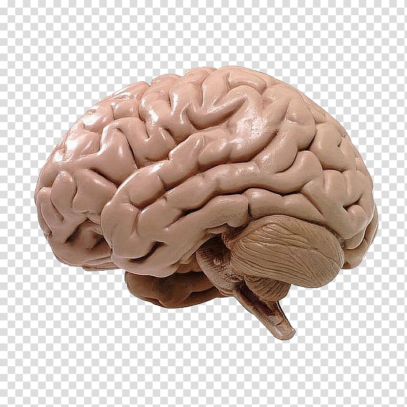 Human brain BRAIN Initiative Neuroscience Cognitive training, human brain transparent background PNG clipart