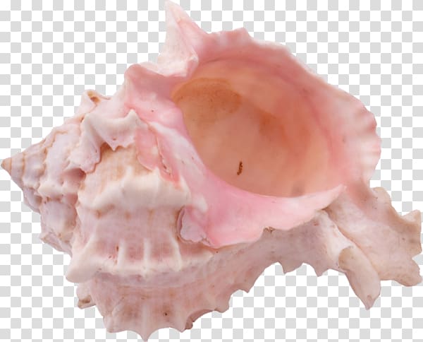 Seashell Mollusc shell Snail, Pink snail transparent background PNG clipart