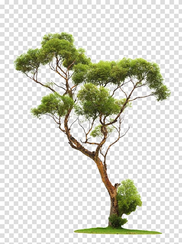 Tree Architectural rendering Stone pine, tree transparent background PNG clipart