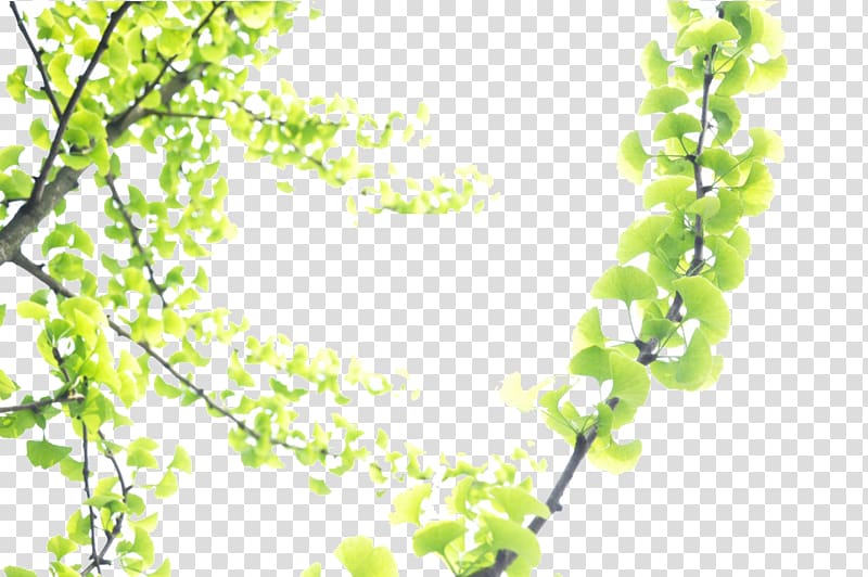 Zaozhuang Chinese New Year Youth Ginkgo biloba, Ginkgo Tree transparent background PNG clipart