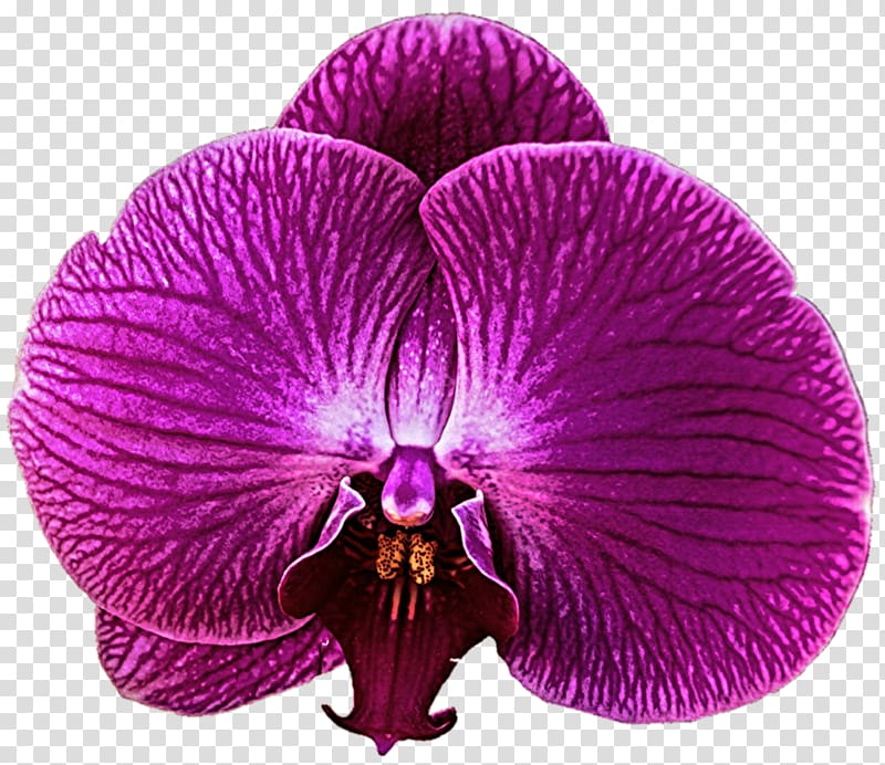 Zygopetalum Purple Violet Orchid, orchid transparent background PNG clipart