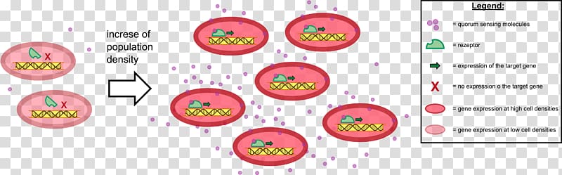 Quorum sensing Bacteria Secretion, the expression of the expression transparent background PNG clipart