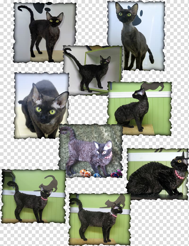 Devon Rex Cornish Rex Rex rabbit Highlander cat, Devon Rex transparent background PNG clipart