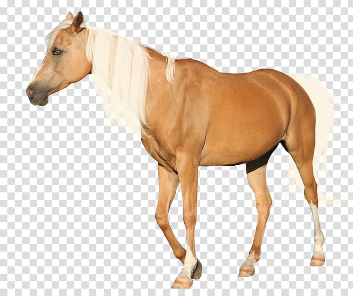 Andalusian horse Mane Mustang Appaloosa Palomino, mustang transparent background PNG clipart