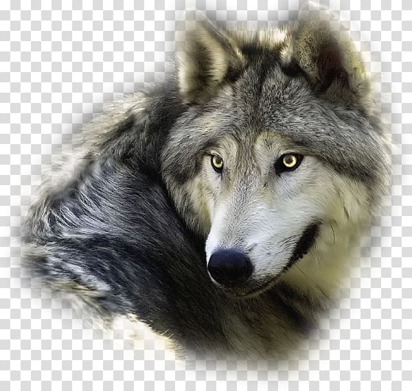 Utonagan Animal WolfQuest Presentation Siberia, others transparent background PNG clipart