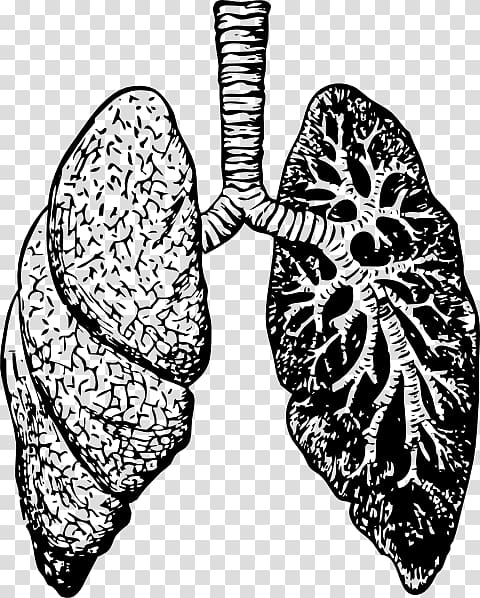 Lung Drawing , lung transparent background PNG clipart
