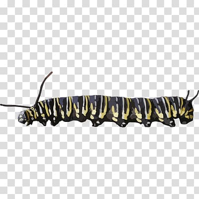 Caterpillar transparent background PNG clipart