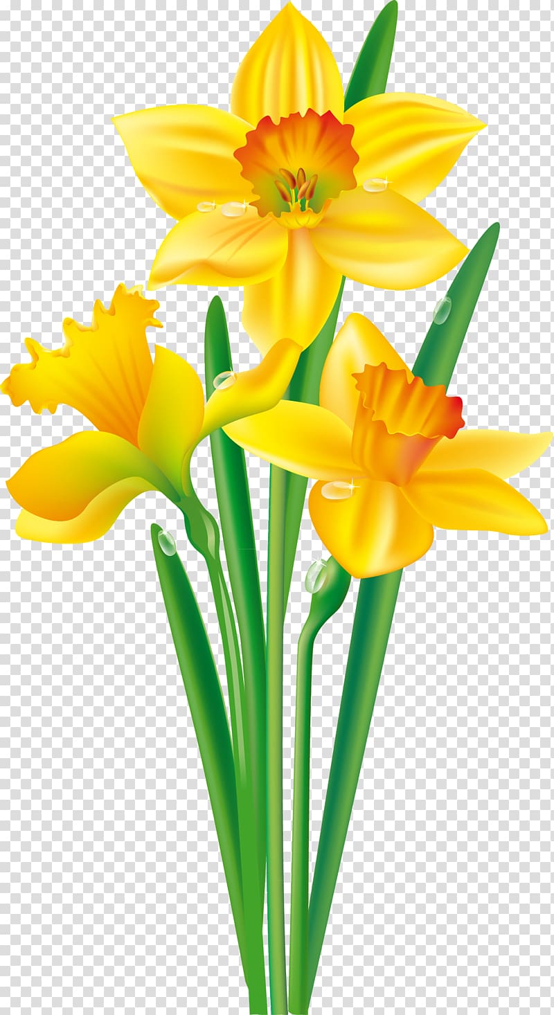 Flower Daffodil Bulb , daffodil transparent background PNG clipart