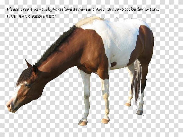 Mare American Paint Horse American Miniature Horse Appaloosa Mustang, Painted Horse transparent background PNG clipart
