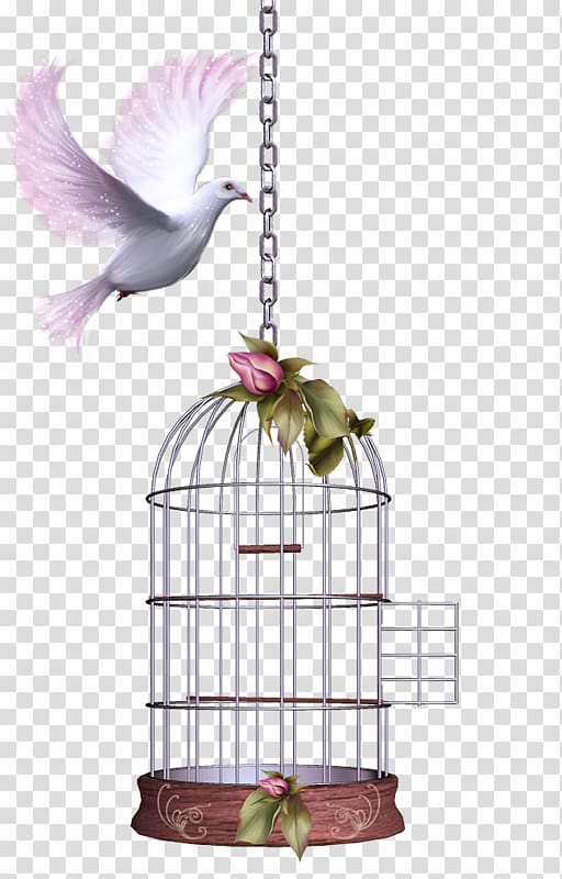 Cage Bird , Bird transparent background PNG clipart