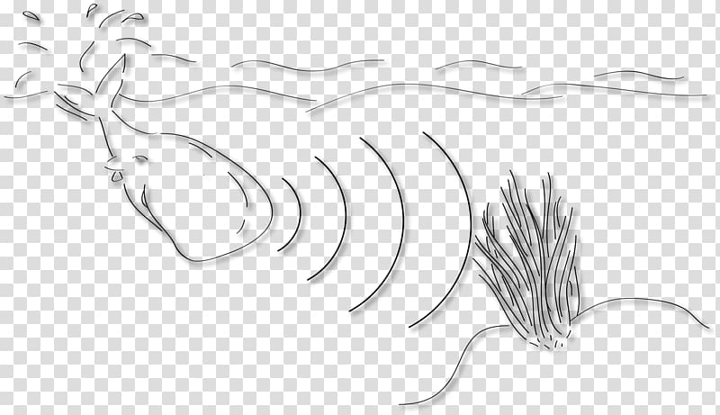 Sketch, sperm whale transparent background PNG clipart