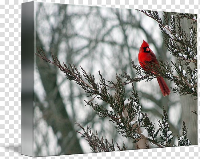 Northern cardinal Winter kind Art Snow, winter transparent background PNG clipart
