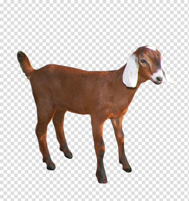 little goat transparent background PNG clipart