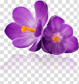 saffron,flowers,flower transparent background PNG clipart