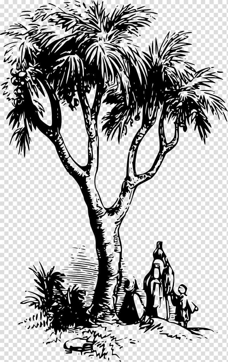 Asian palmyra palm Drawing Arecaceae , Silhouette transparent background PNG clipart