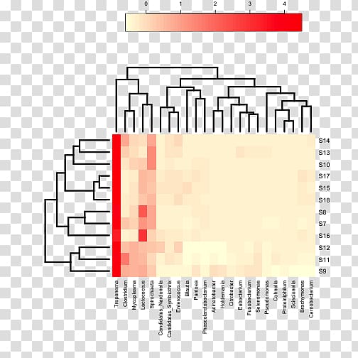 Heat map Microbiota Cluster analysis Plot Dendrogram, others transparent background PNG clipart