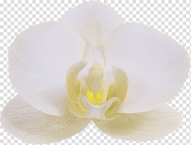 Orchids Floren Flower Phalaenopsis aphrodite White, orchid transparent background PNG clipart