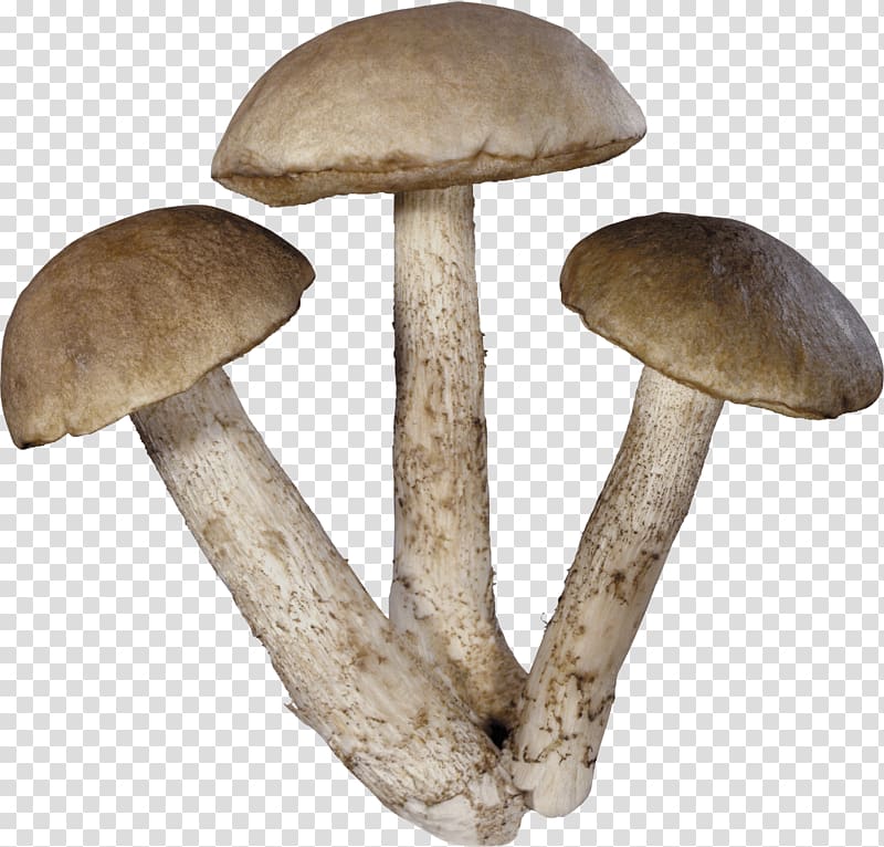 three brown mushrooms, Three Mushrooms transparent background PNG clipart