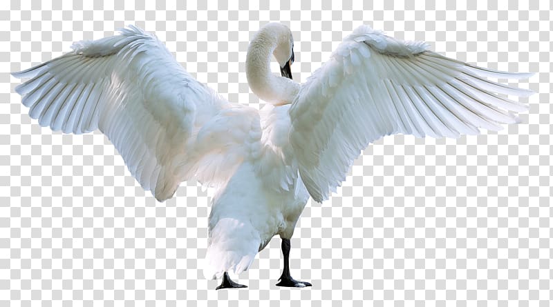 Swan transparent background PNG clipart
