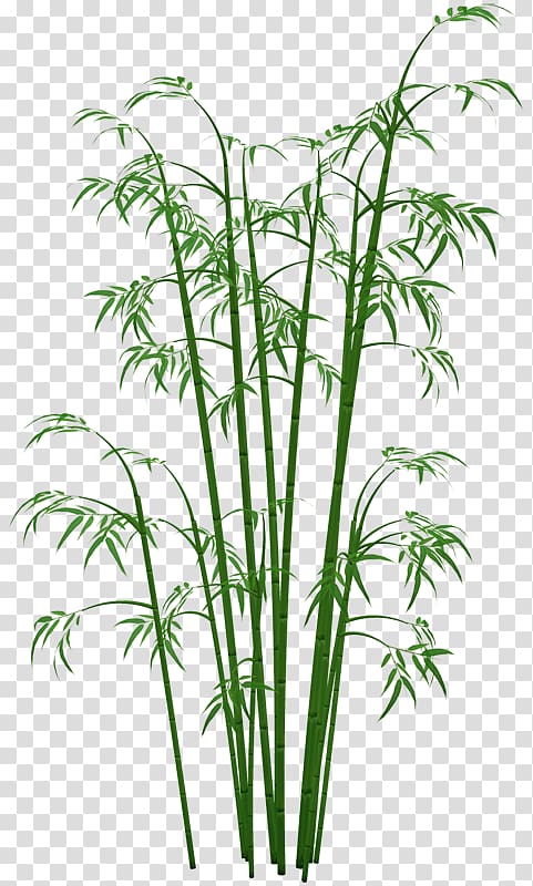 Bamboo transparent background PNG clipart