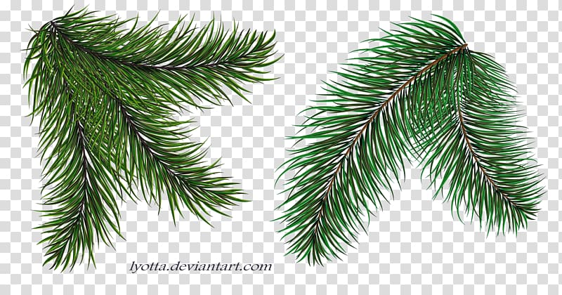 Spruce Twig Christmas tree Christmas ornament, christmas tree transparent background PNG clipart
