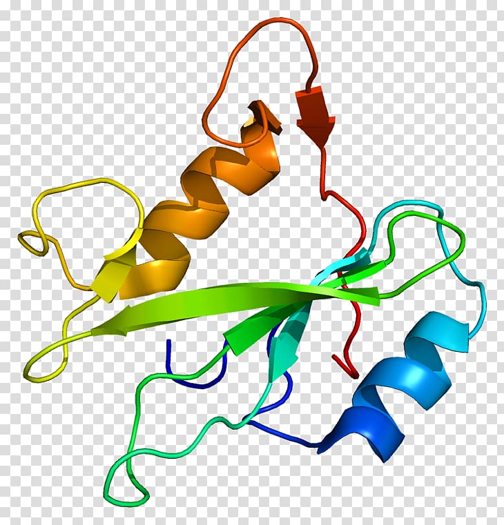 PIK3R3 Retinoblastoma protein Phosphoinositide 3-kinase IRS1, others transparent background PNG clipart