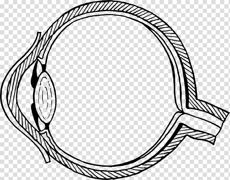 Wiring diagram Human eye Eye pattern, mata transparent background PNG clipart