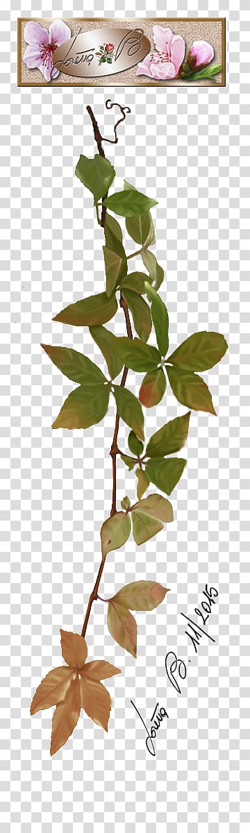 Twig Plant stem Leaf Petal Font, Virginia Creeper transparent background PNG clipart