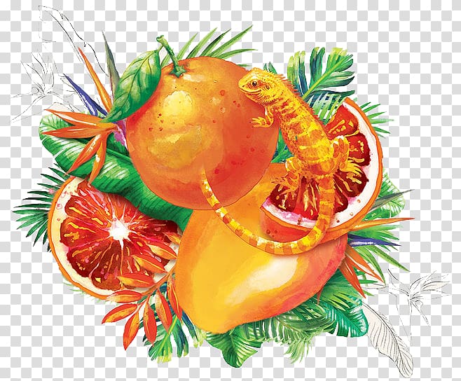 Australia Web design Dribbble Illustration, Red grapefruit transparent background PNG clipart