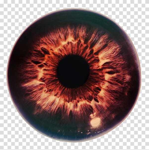 Iris Eye The Pupil Optic nerve, Eye transparent background PNG clipart