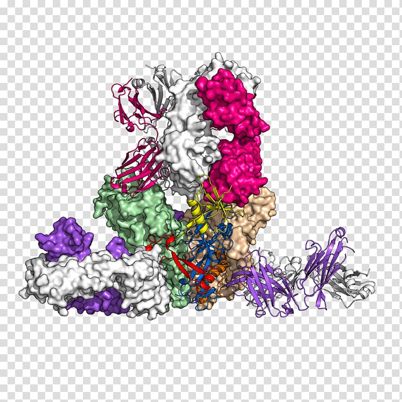 Antibody Glycoprotein Ebola virus disease, biomedicine transparent background PNG clipart