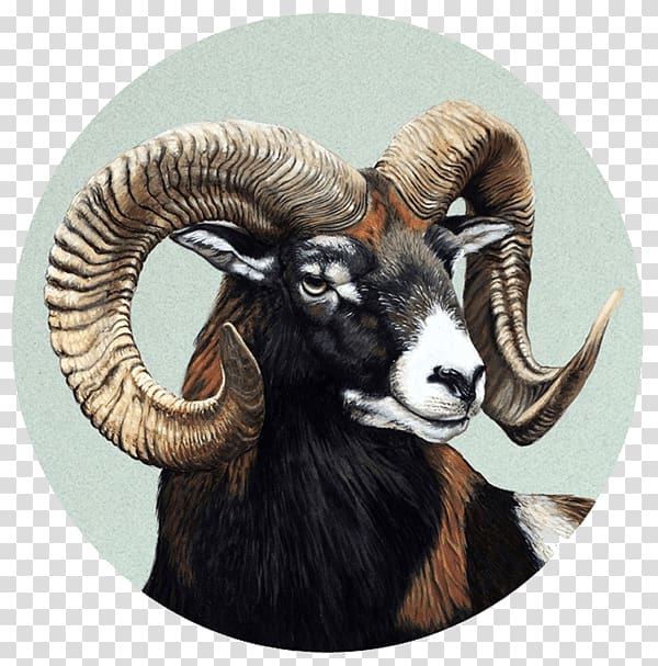 Barbary sheep Elk Pablo Pereira, Retratos de fauna Dall sheep, aries transparent background PNG clipart